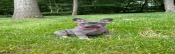 French Bulldog dogs for sale: Sena - Ad 2