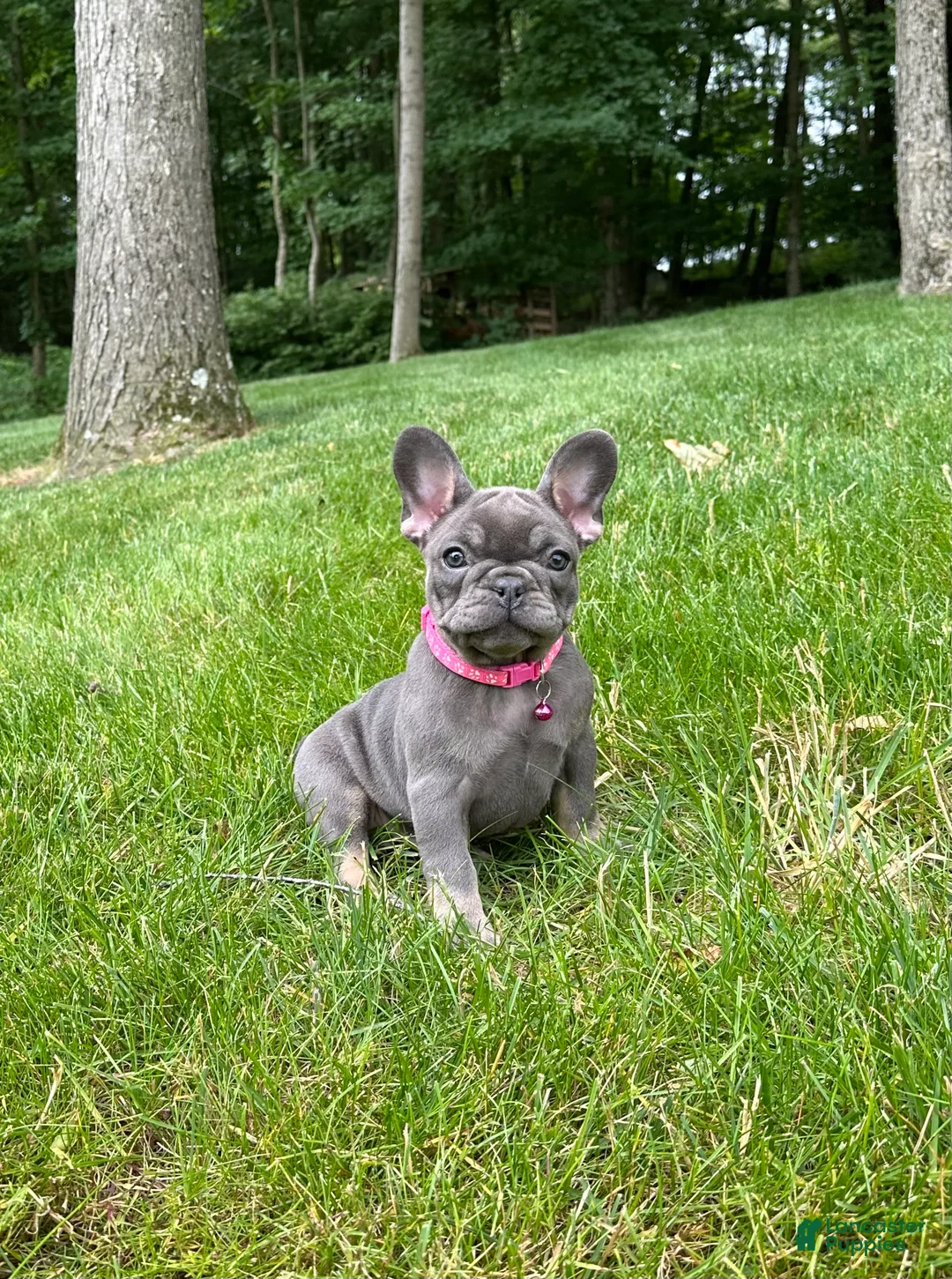 French Bulldog dogs for sale: Sena - Ad 2