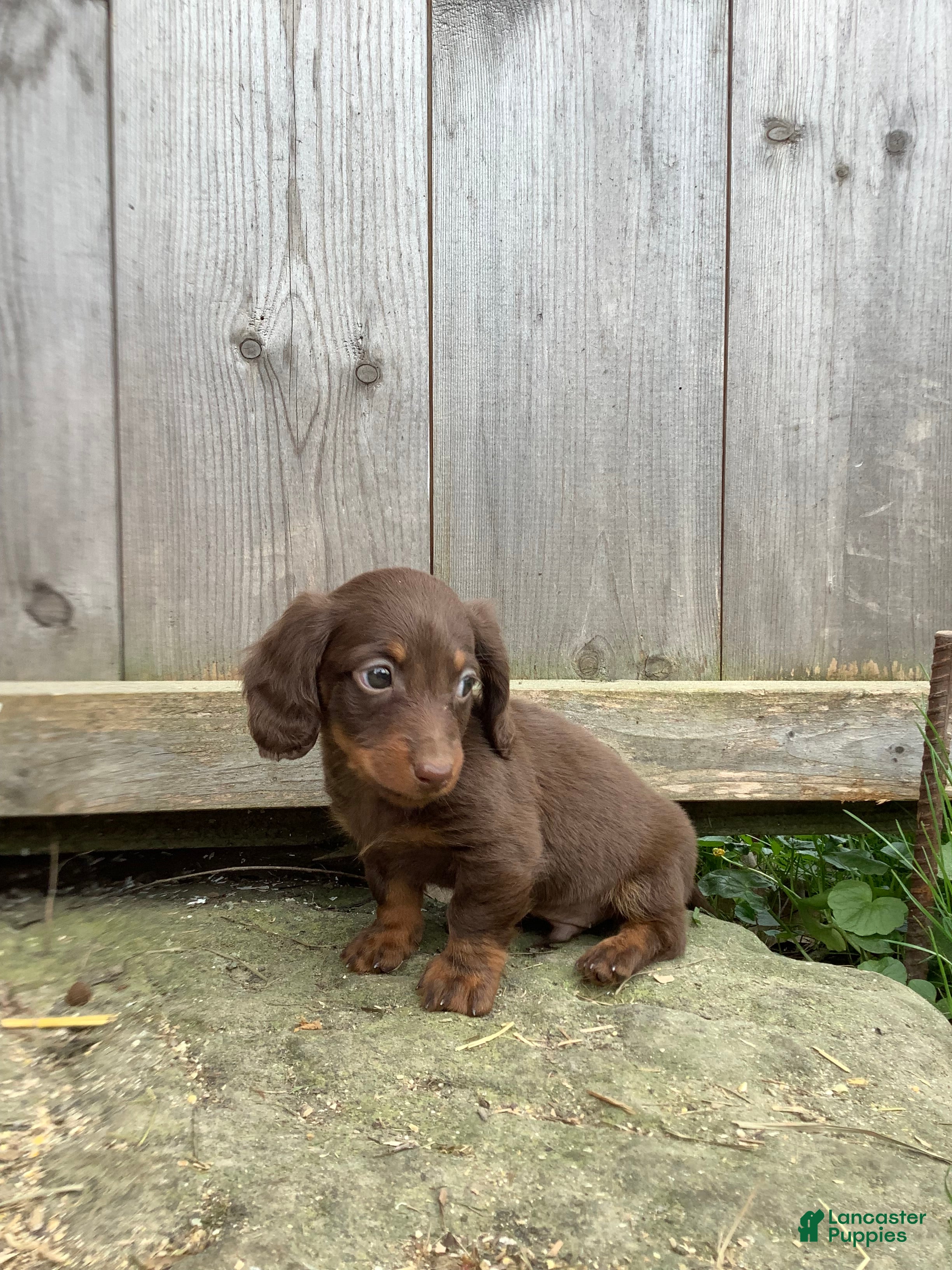 Dachshund dogs Marley - Ad 1