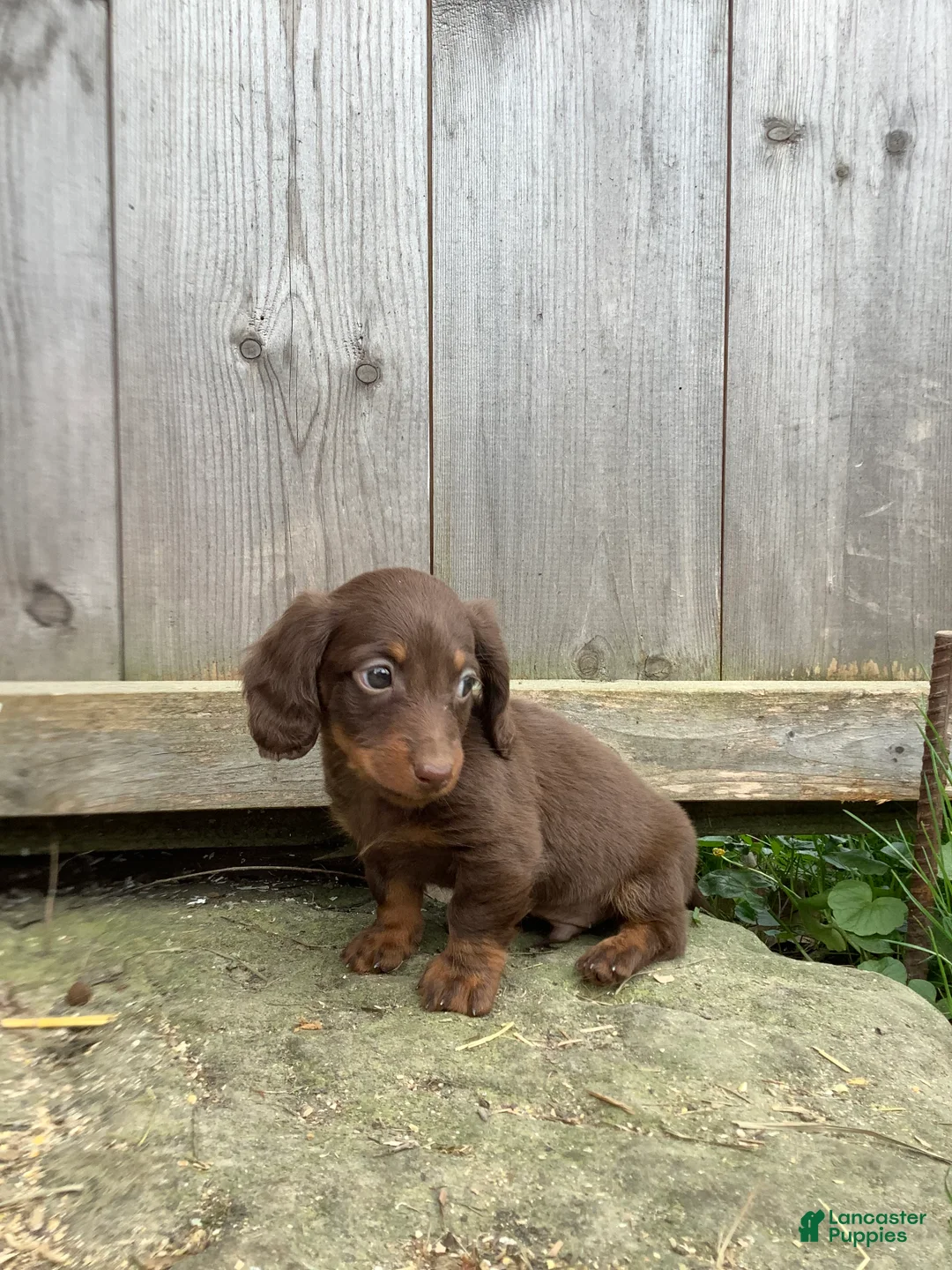 Dachshund dogs for sale: Marley - Ad 1