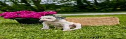 Mixed Breed dogs for sale: Cupid - Ad 4