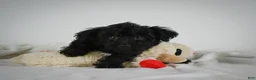 Yorkiepoo dogs for sale: Ammon - Ad 3
