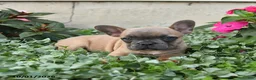 French Bulldog dogs for sale: Flora   - Ad 4