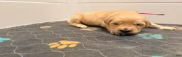 Golden Retriever dogs for sale: Golden Retriever Blossom  - Ad 2