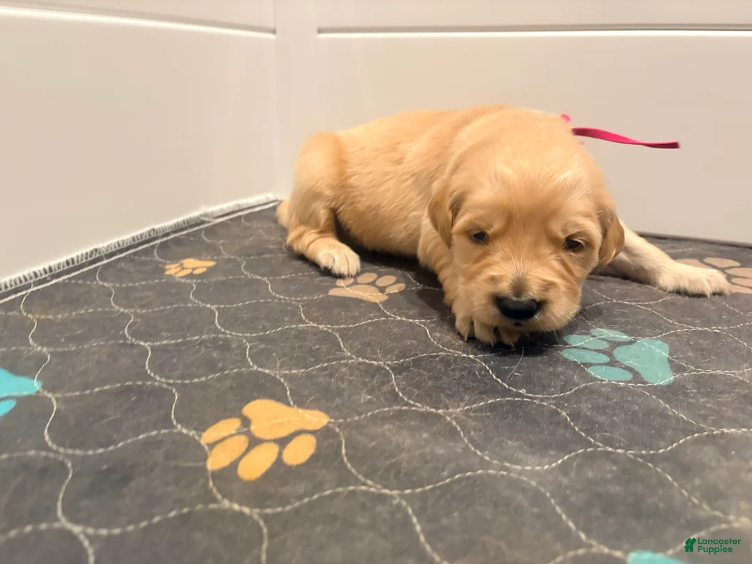 Golden Retriever dogs for sale: Golden Retriever Blossom  - Ad 2
