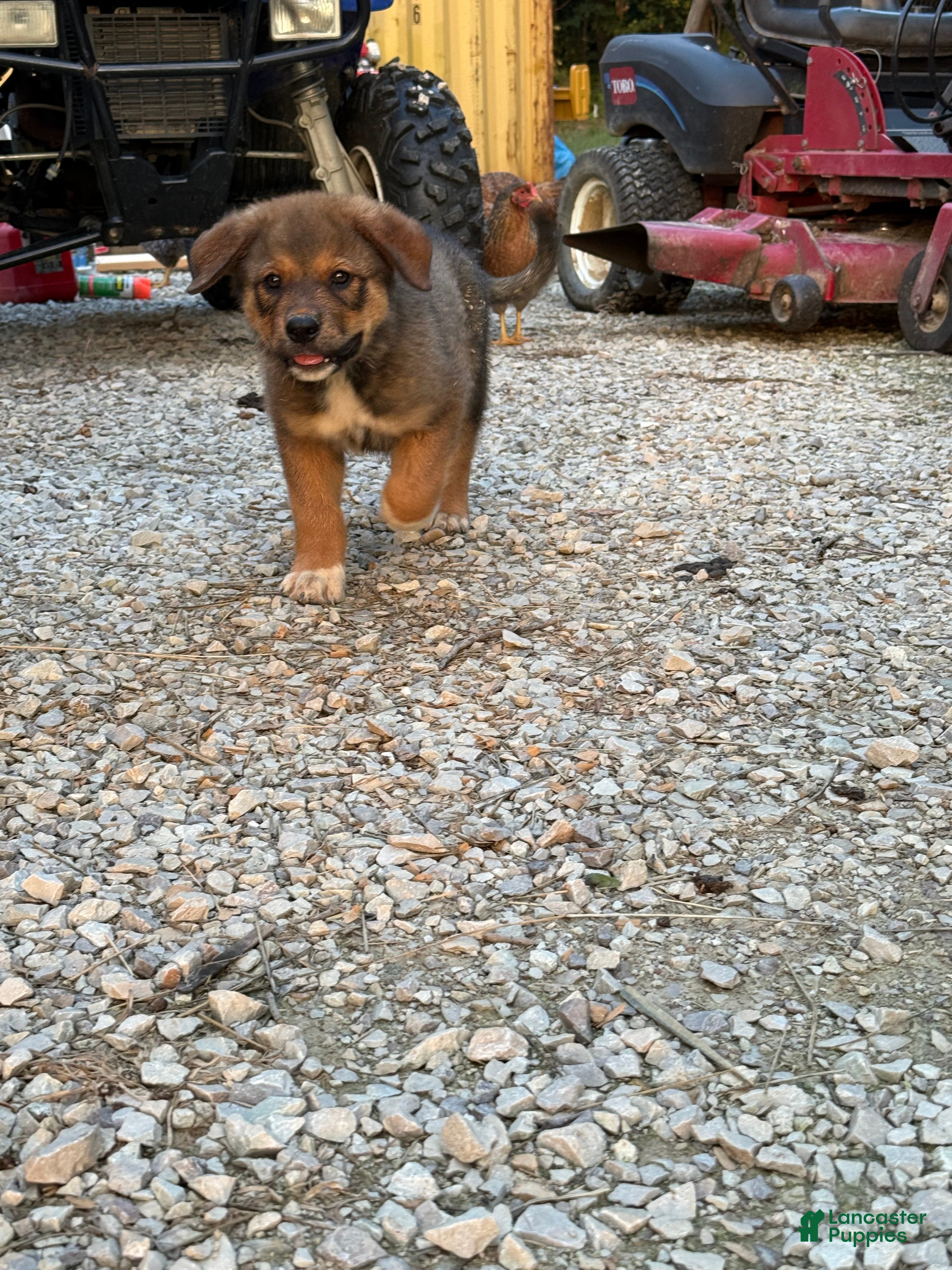 Mixed Breed dogs Tank - Ad 2