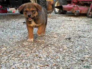 Mixed Breed dogs Tank - Ad 2