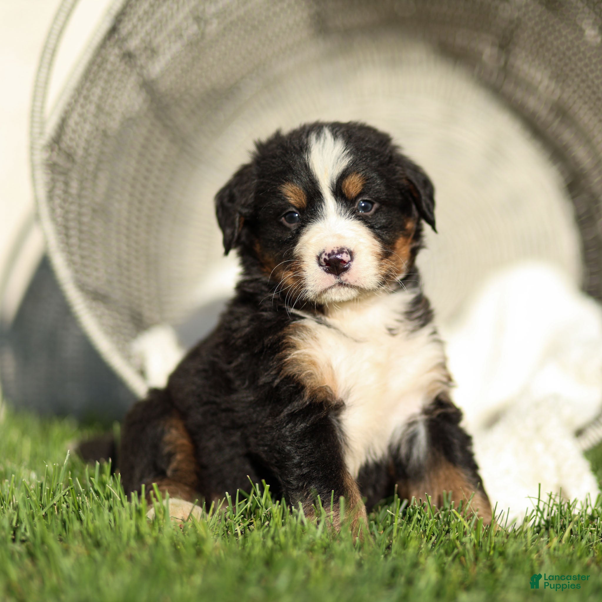 Bernese Mountain Dog dogs Jasper Bernese Mountain Dog  - Ad 1
