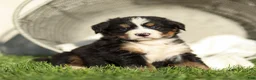 Bernese Mountain Dog dogs for sale: Jasper Bernese Mountain Dog  - Ad 1