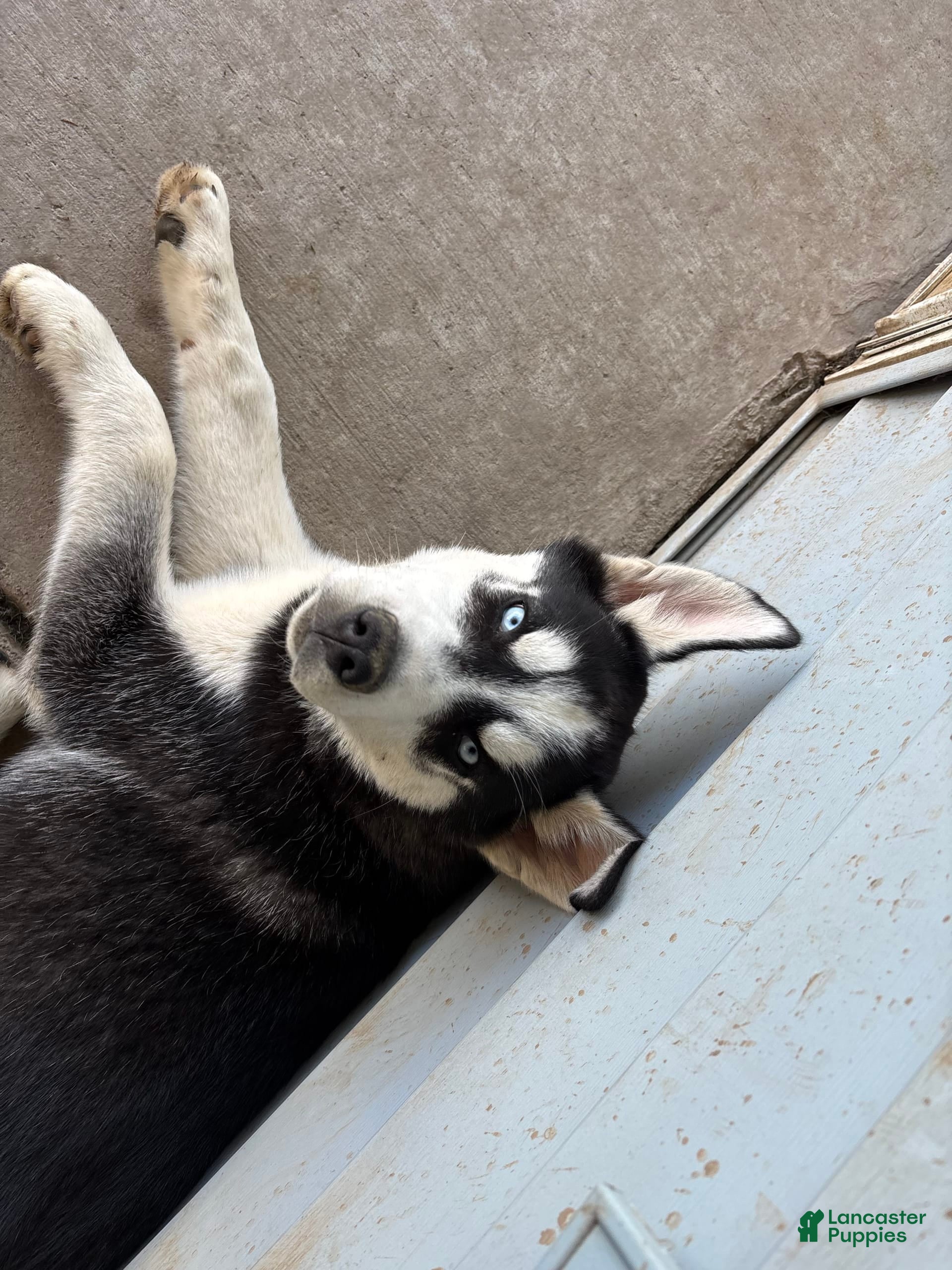 Siberian Husky dogs Koda - Ad 39