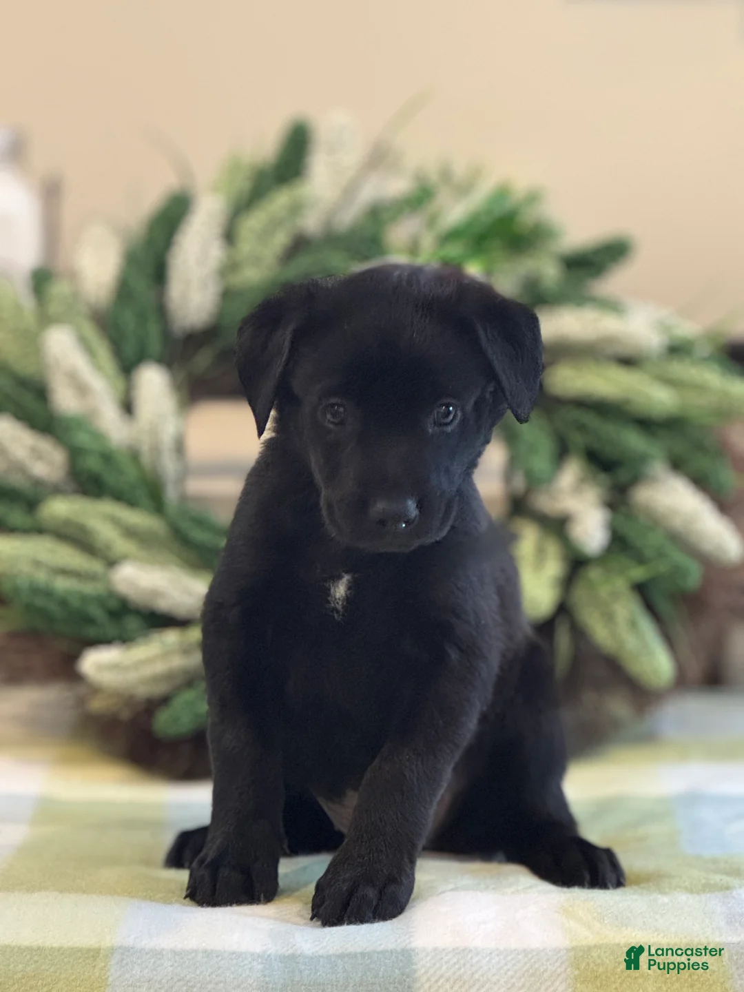 Mixed Breed dogs for sale: Firefly's Solace - Ad 1