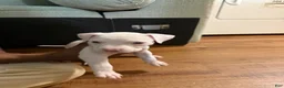 American Bully dogs for sale: American Bully Puppy 3 - Ad 1