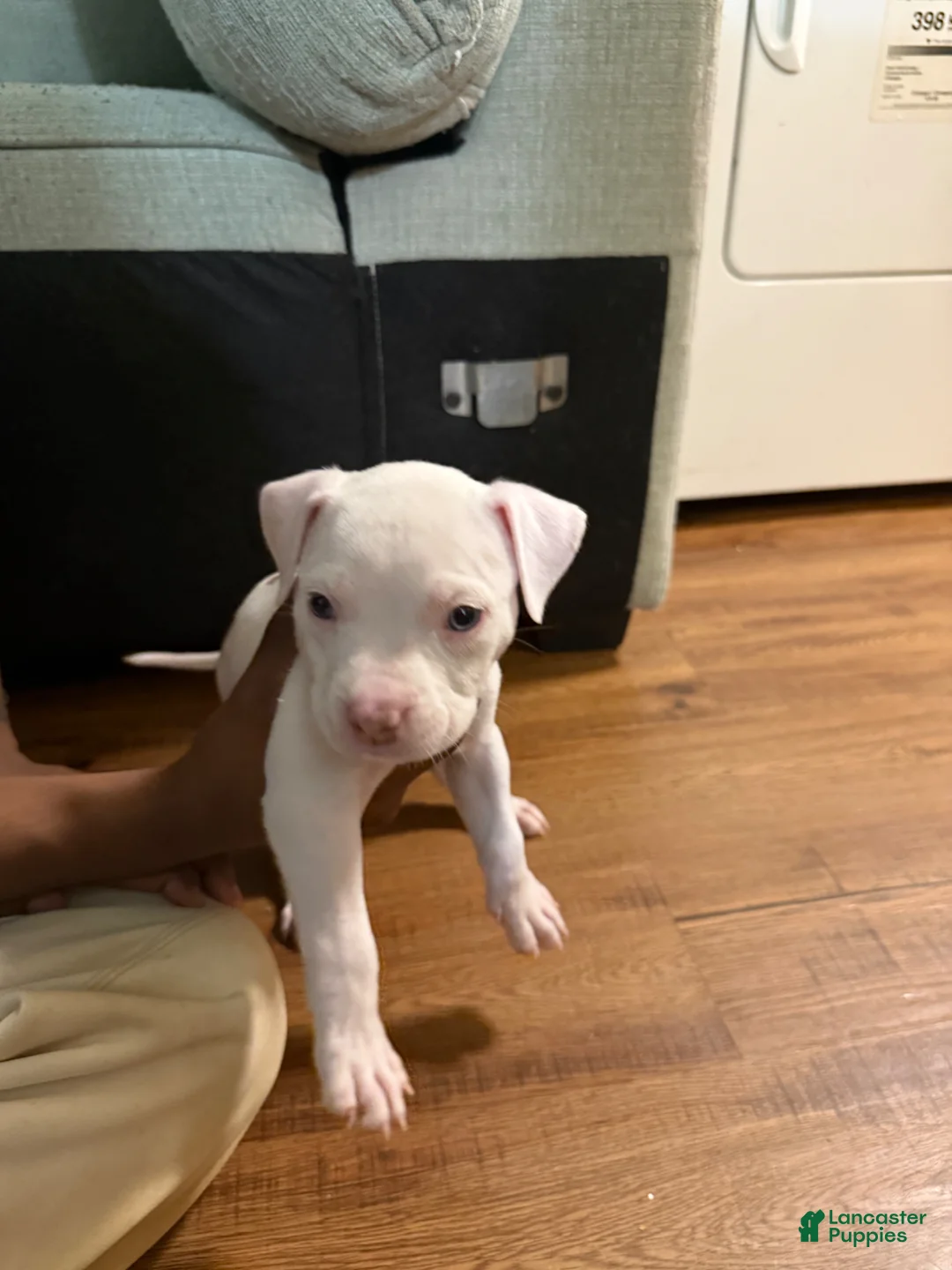 American Bully dogs for sale: American Bully Puppy 3 - Ad 1