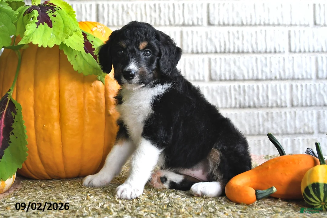 Mixed Breed dogs for sale: Krissy - Ad 2