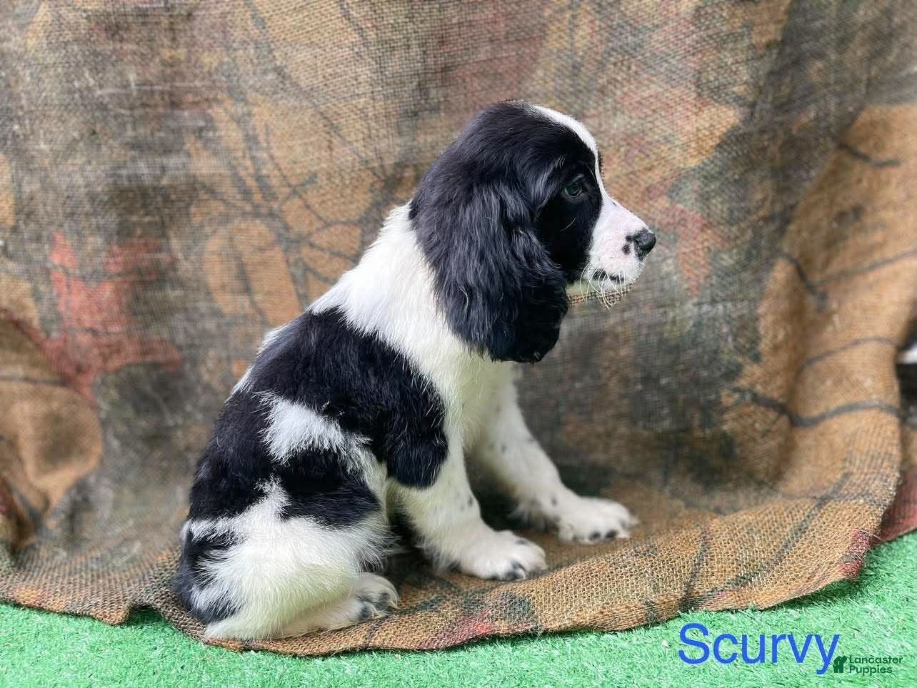 English Springer Spaniel dogs for sale: Scurvy - Ad 22