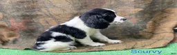 English Springer Spaniel dogs for sale: Scurvy - Ad 1