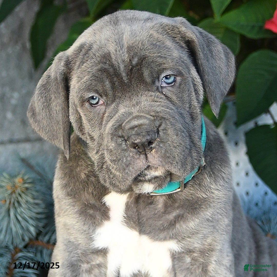 Cane Corso dogs for sale: Flurry - Ad 4