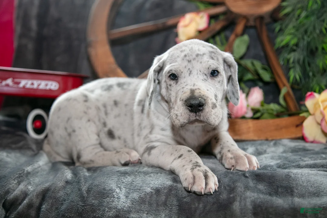 Great Dane dogs for sale: Twister - Ad 1