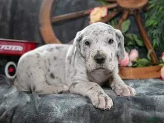 Great Dane dogs for sale: Twister - Ad 3