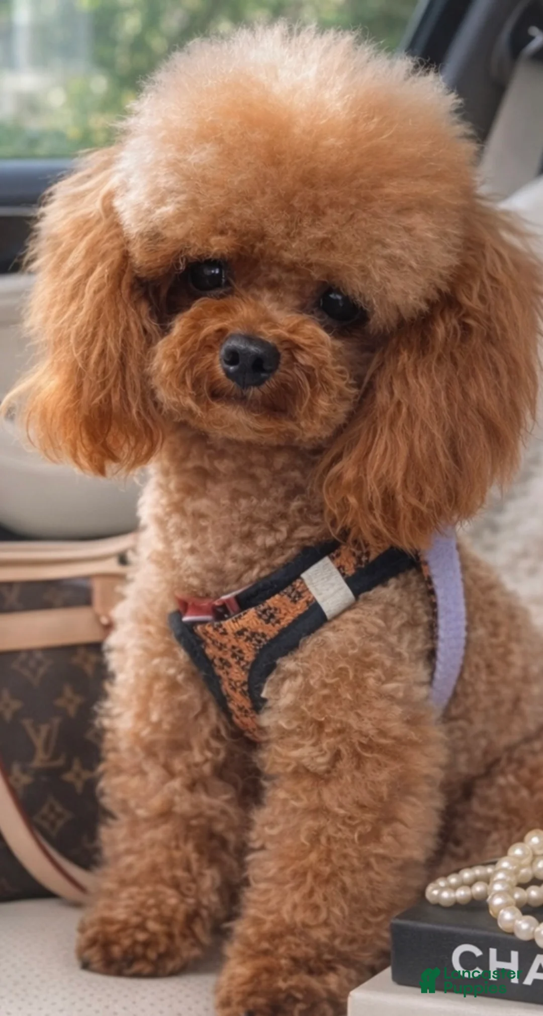 Toy Poodle dogs for sale: Toy Poodle Puppy 4 - Ad 2