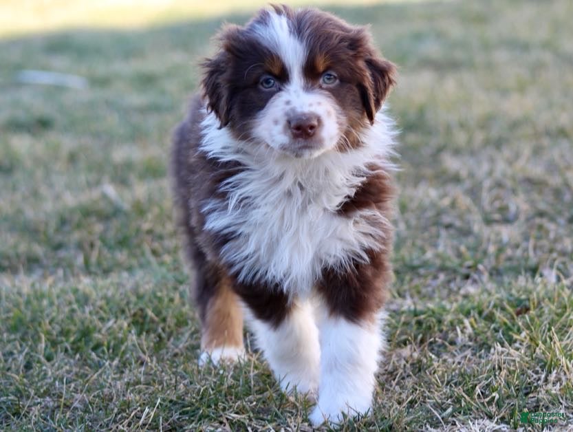 Australian Shepherd dogs Maisy  - Ad 1