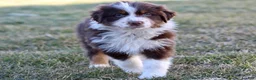 Australian Shepherd dogs for sale: Maisy  - Ad 1