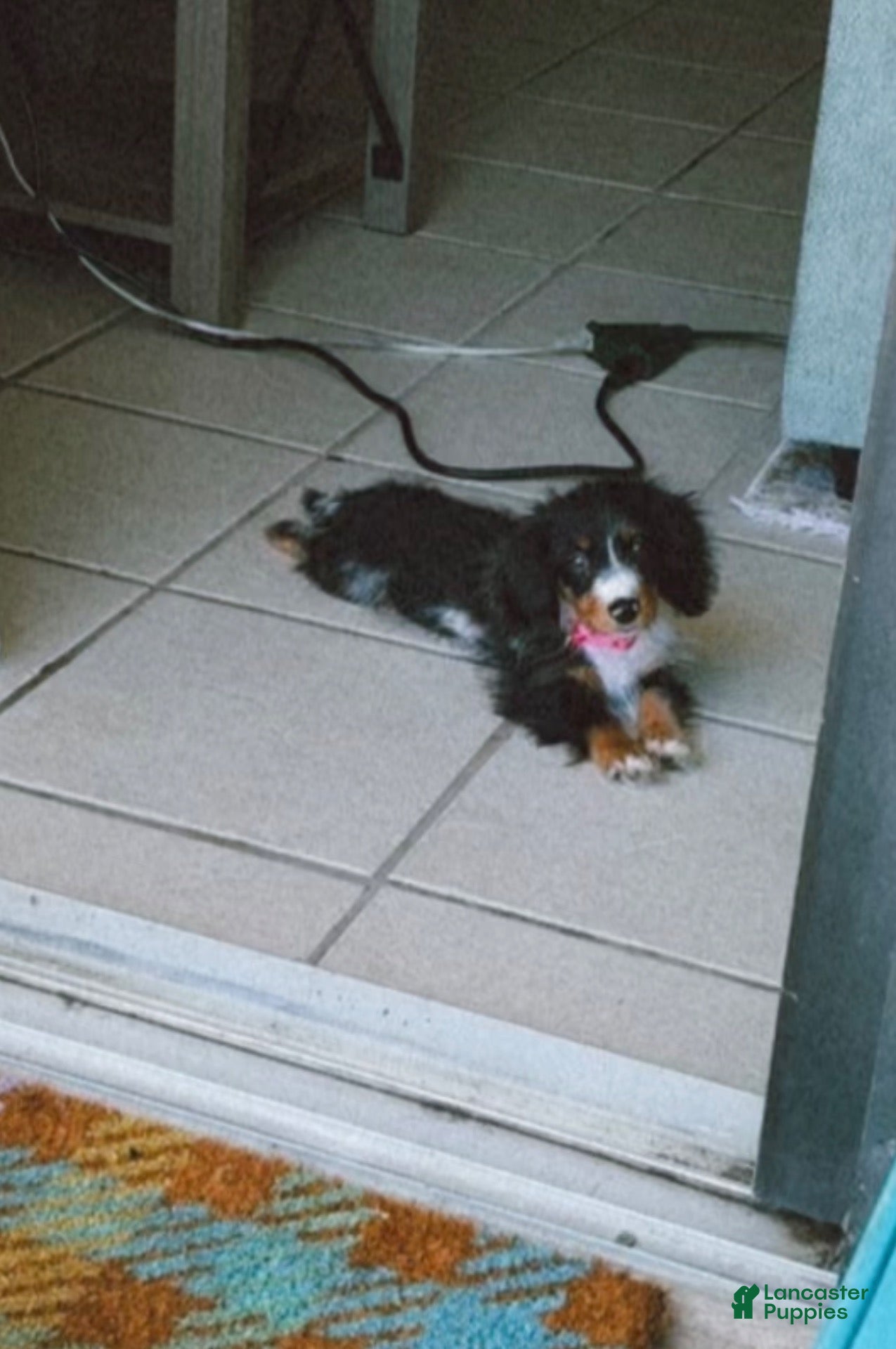 Miniature Dachshund dogs Bonnie - Ad 36