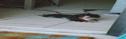 Miniature Dachshund dogs for sale: Bonnie - Ad 1