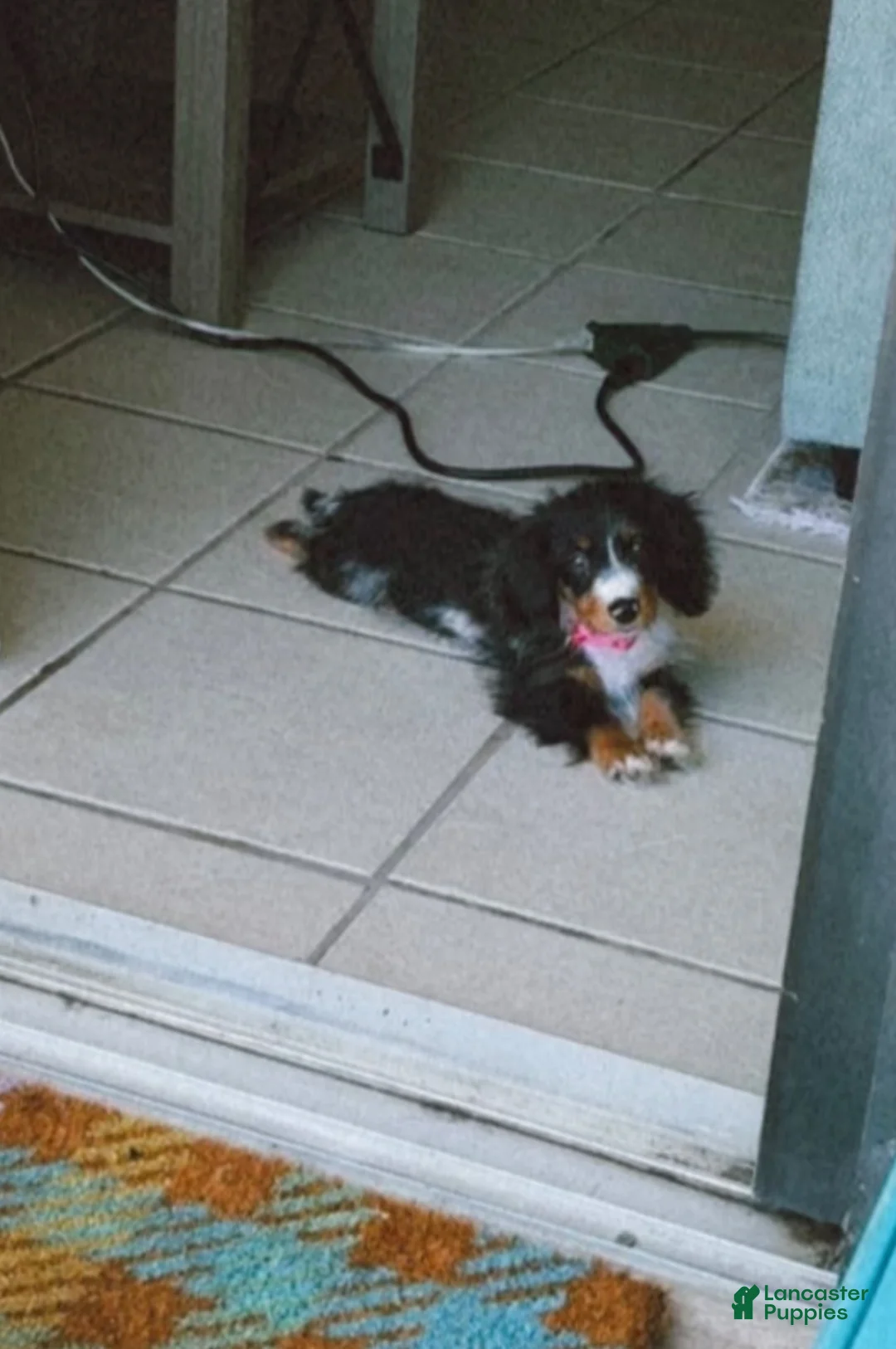Miniature Dachshund dogs for sale: Bonnie - Ad 1