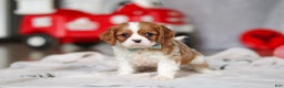 Cavalier King Charles Spaniel dogs for sale: Ace - Ad 1