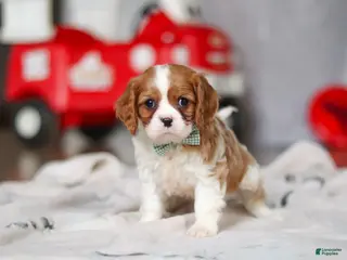 Cavalier King Charles Spaniel dogs Ace - Ad 42