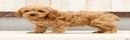 Cockapoo dogs for sale: Harold - Ad 1