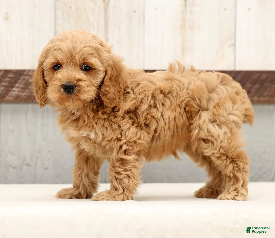 Cockapoo dogs for sale: Harold - Ad 1