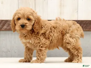 Cockapoo dogs for sale: Harold - Ad 1