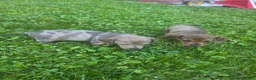 Miniature Dachshund dogs for sale: Hughie - Ad 5