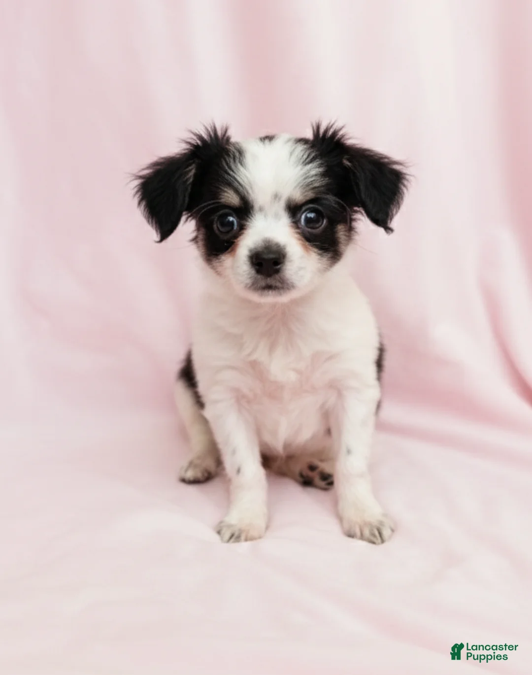 Mixed Breed dogs for sale: Coco - Ad 1