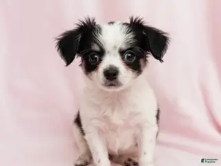 Mixed Breed dogs Coco - Ad 35