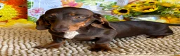Miniature Dachshund dogs for sale: Benson - Ad 1