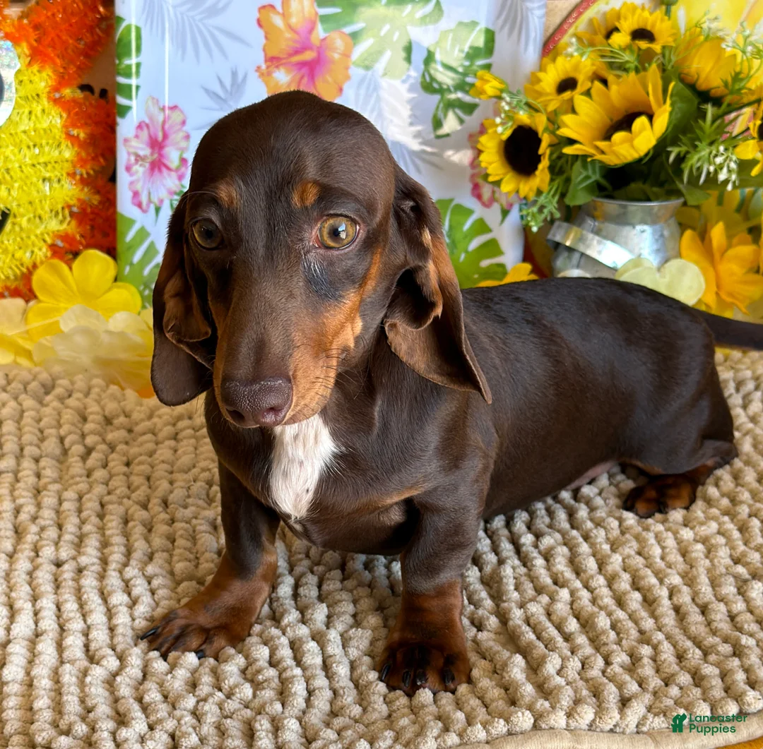 Miniature Dachshund dogs for sale: Benson - Ad 1