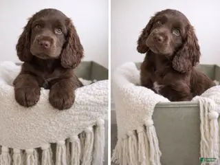 English Cocker Spaniel dogs Rowan - Ad 9