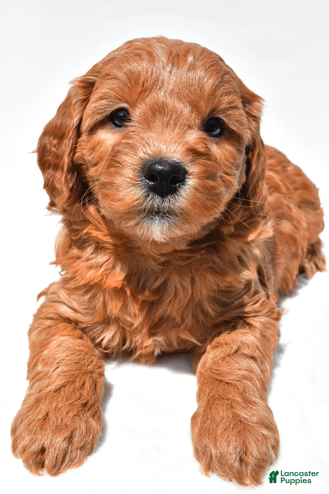 Mini Goldendoodle dogs for sale: Jane - Ad 2