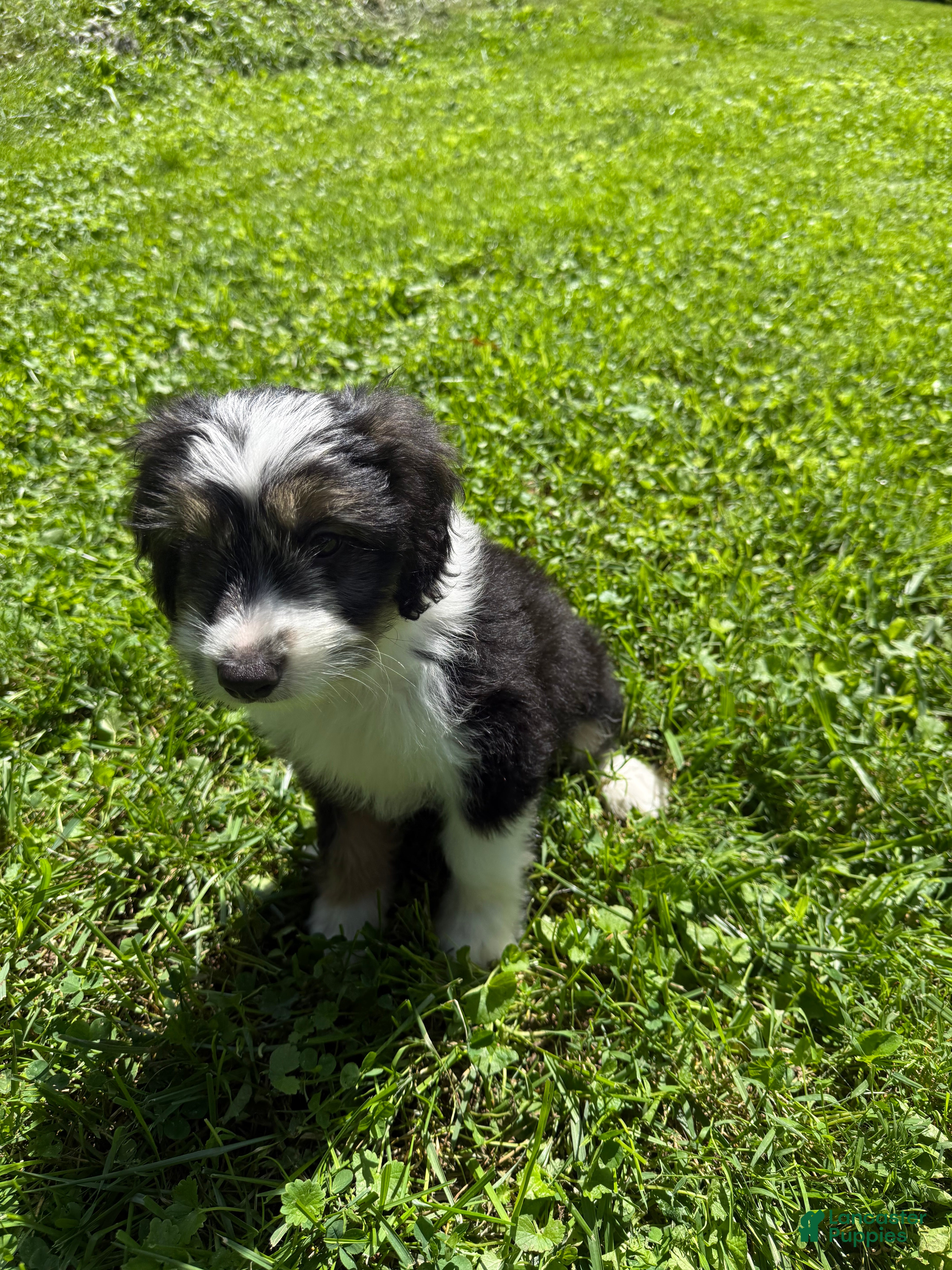 Mixed Breed dogs Ghosty - Ad 41