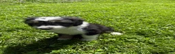 Mixed Breed dogs for sale: Ghosty - Ad 1