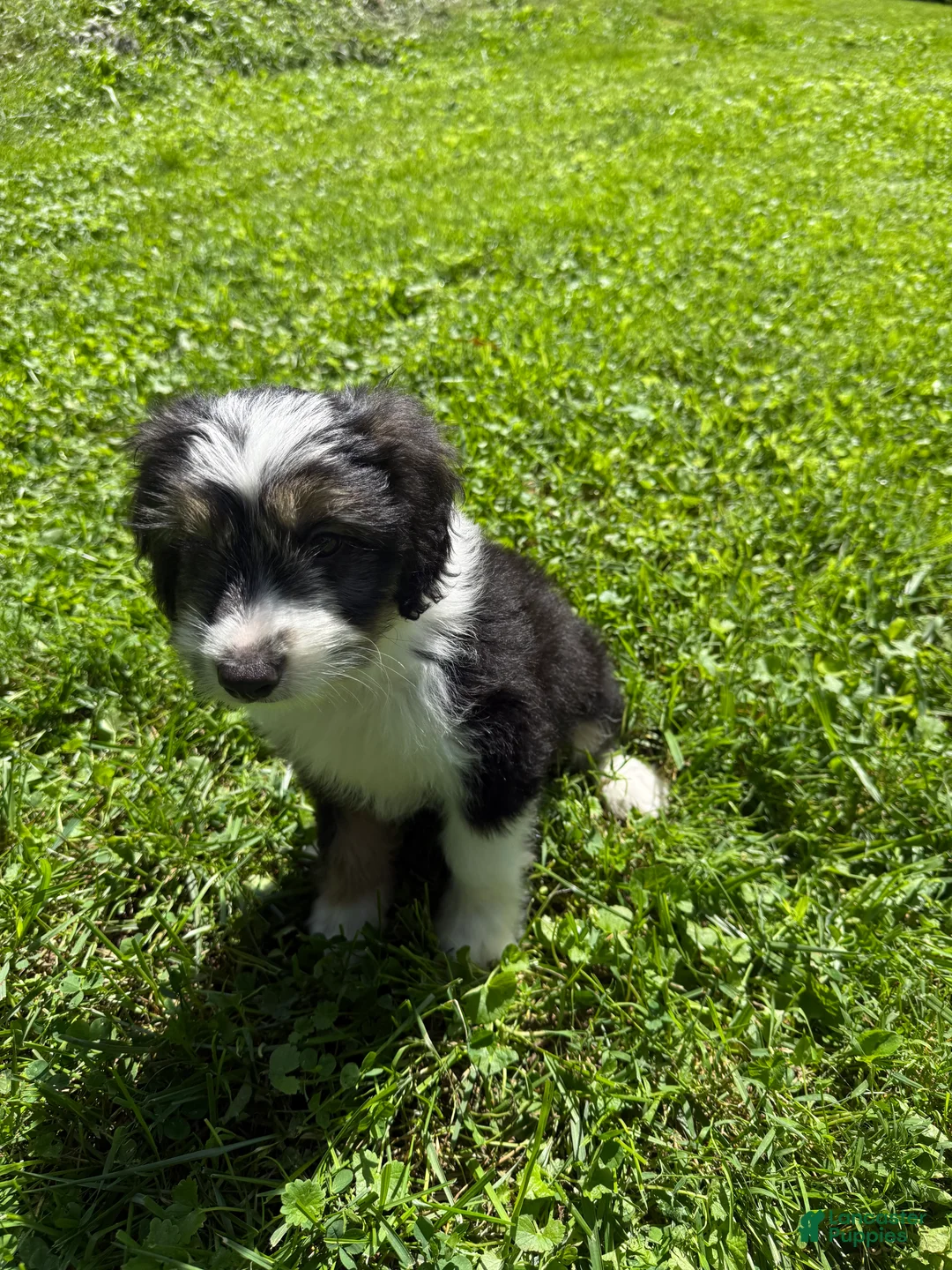 Mixed Breed dogs for sale: Ghosty - Ad 1
