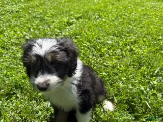 Mixed Breed dogs Ghosty - Ad 41