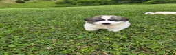 Great Pyrenees dogs for sale: Thomas - Ad 6