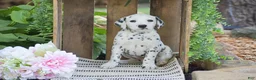 Dalmatian dogs for sale: Austin - Ad 6