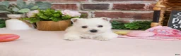 West Highland Terrier dogs for sale: Bonnie - Ad 6