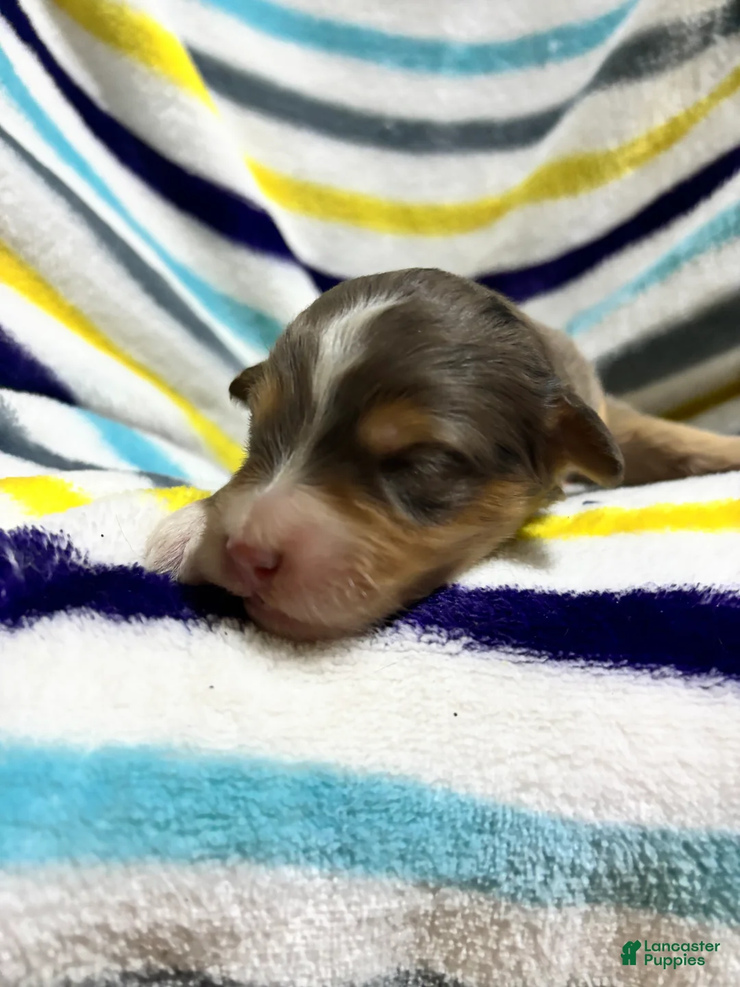 Aussiedoodle dogs for sale: Aussiedoodle 2 - Ad 1