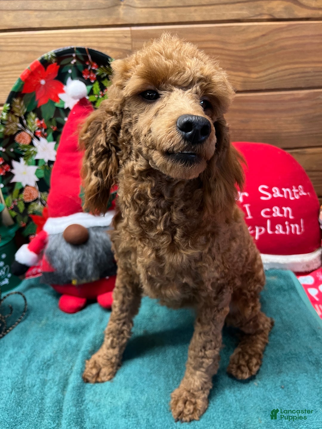 Miniature Poodle dogs for sale: Red Ruby - Ad 4